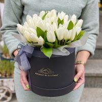 White tulips in a box Bodelshausen