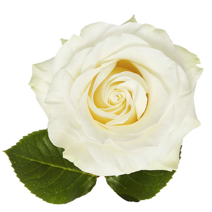 Троянда преміум Mondial поштучно Абердін (США)