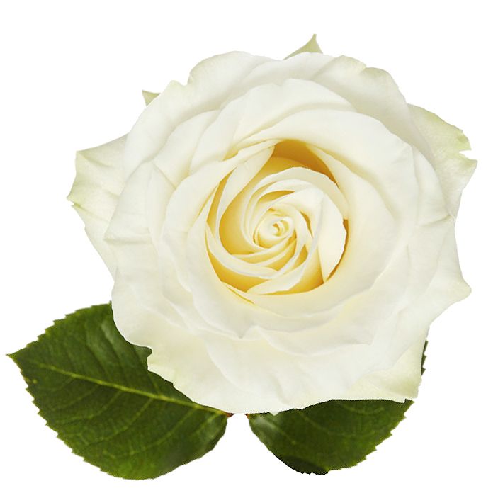 Rose Mondial by piece 80 cm 10 €
