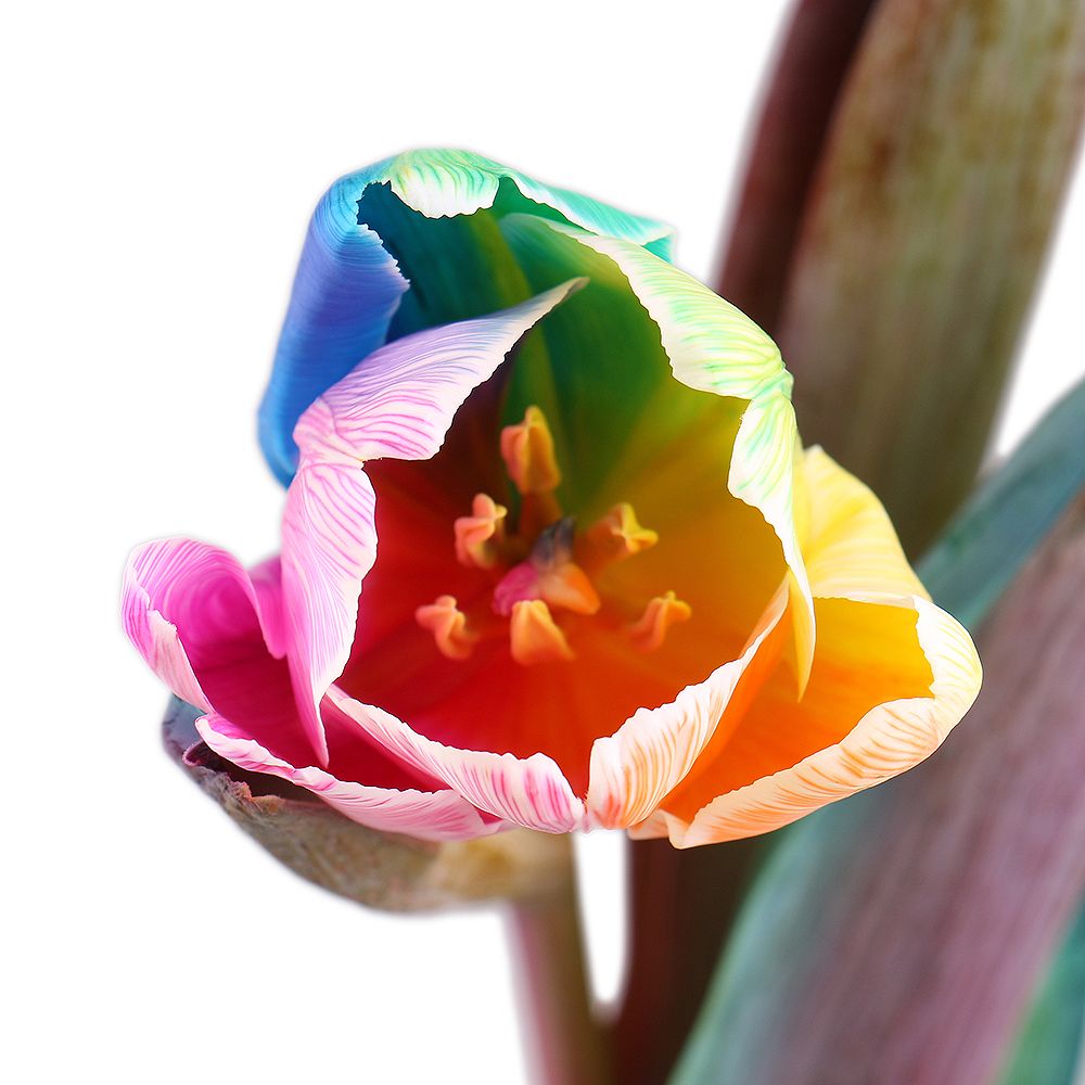 Rainbow tulip by piece