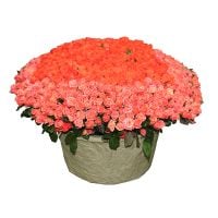 1001 coral rose Vulcanesti