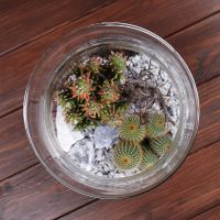 Vase with cacti