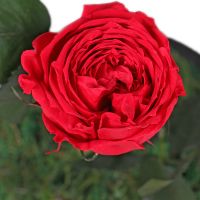Stabilized Red Rose in a Flask