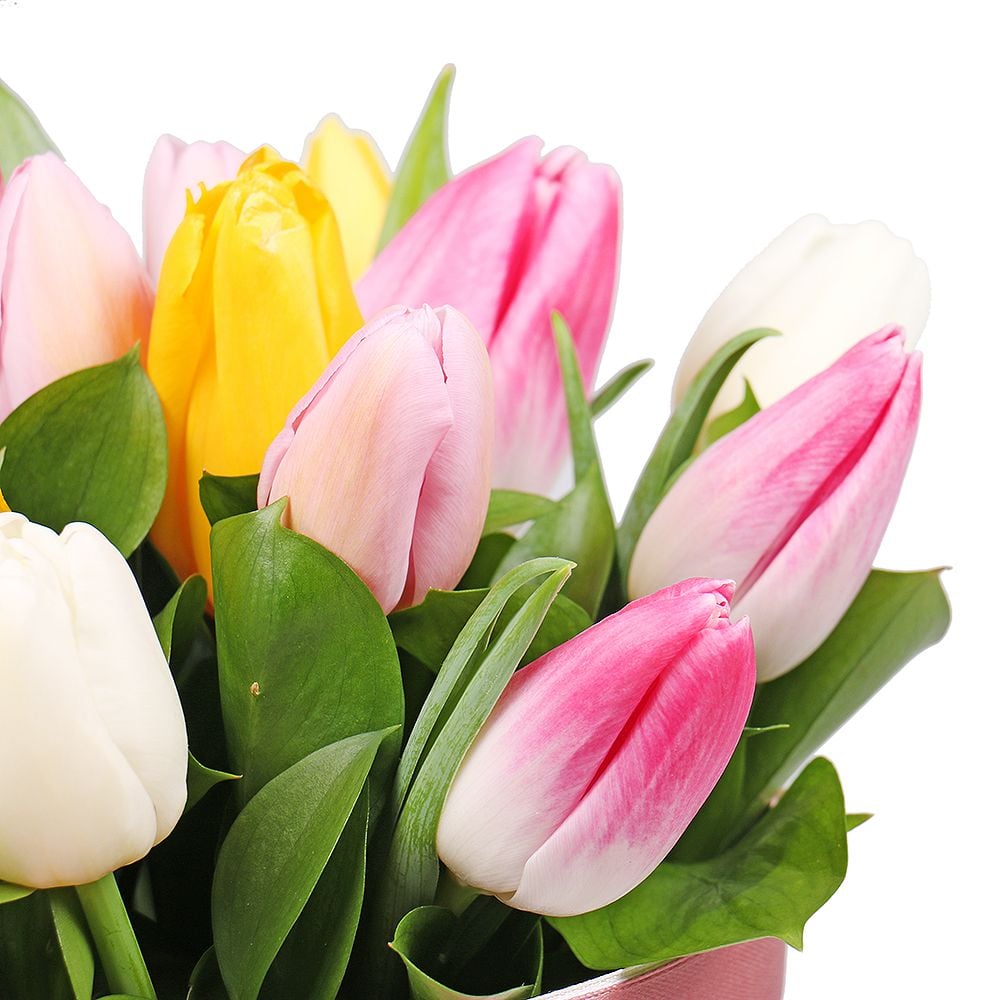 15 tulips in a box