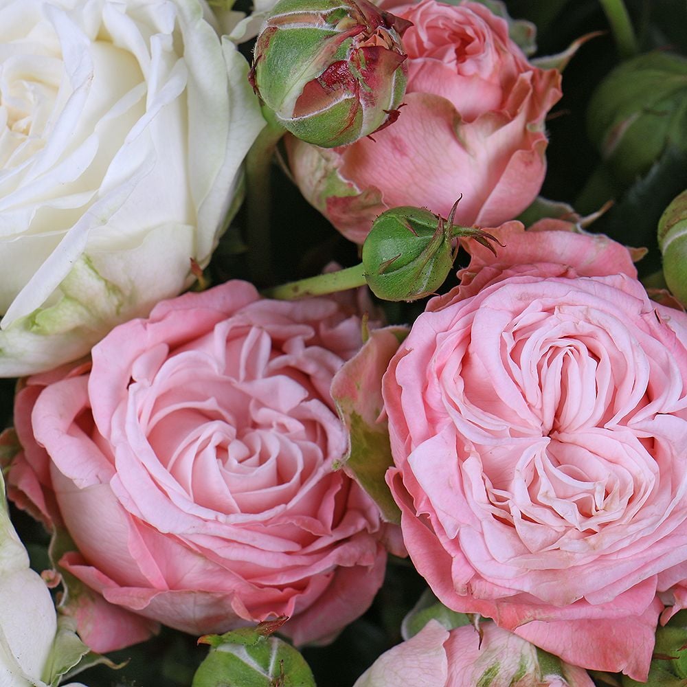 Spray roses in a box Spray roses in a box