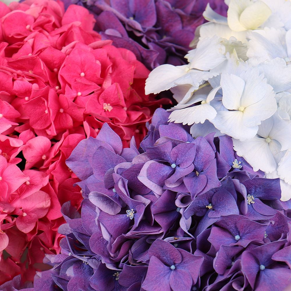 Bouquet of 11 hydrangeas Bouquet of 11 hydrangeas