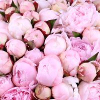  Bouquet 101 peonies
														