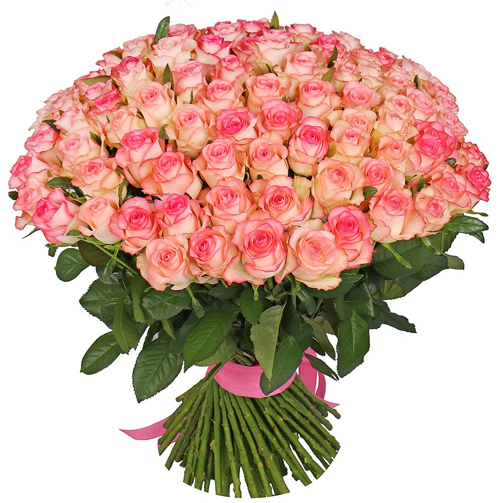 101 бело-розовая роза Украинка