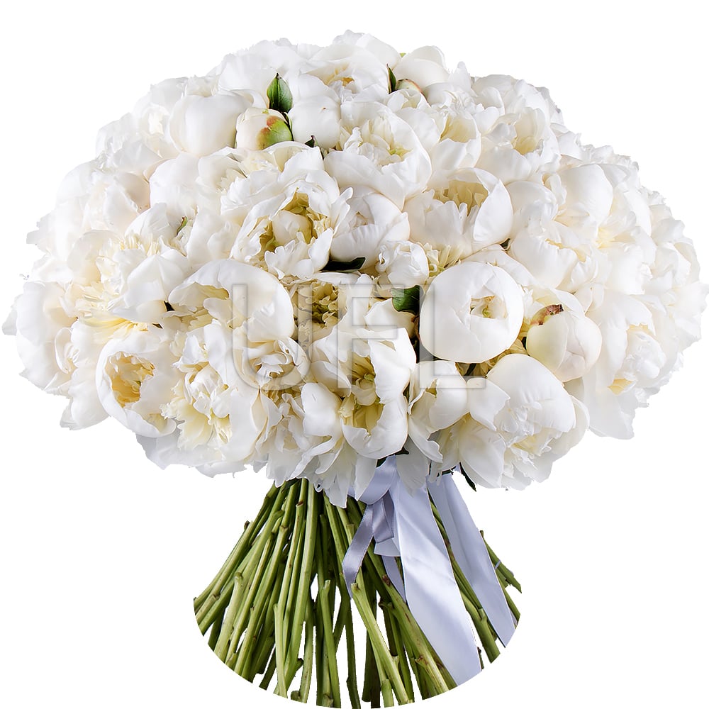 101 white peony 0 $