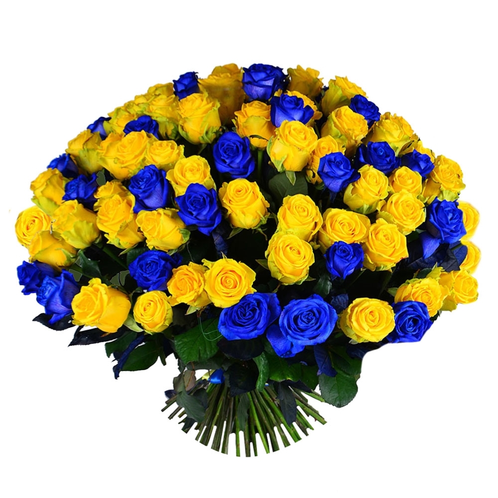 101 желто-синяя роза Стреза