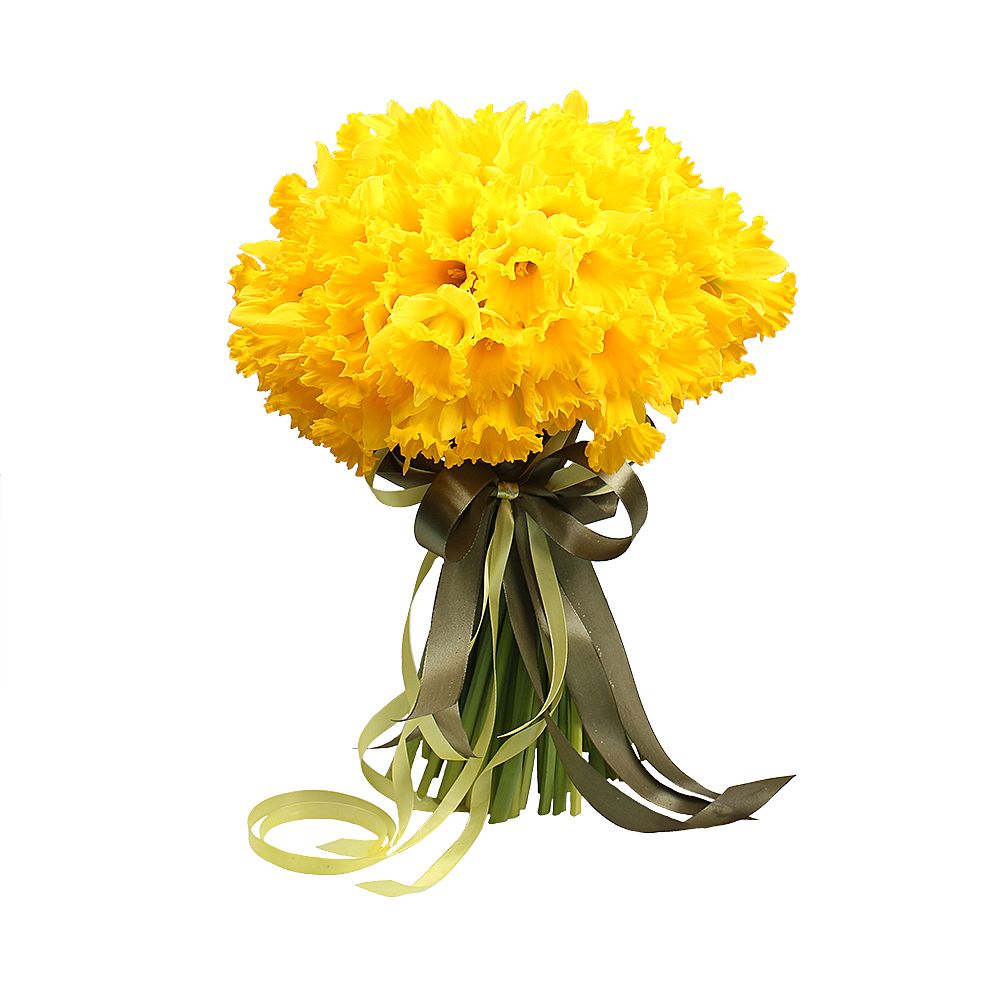 101 yellow daffodil Vishnevoe