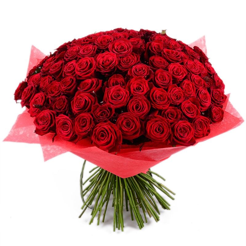 101 red rose Vishnevoe