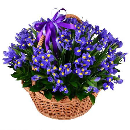101 blue iris Drammen