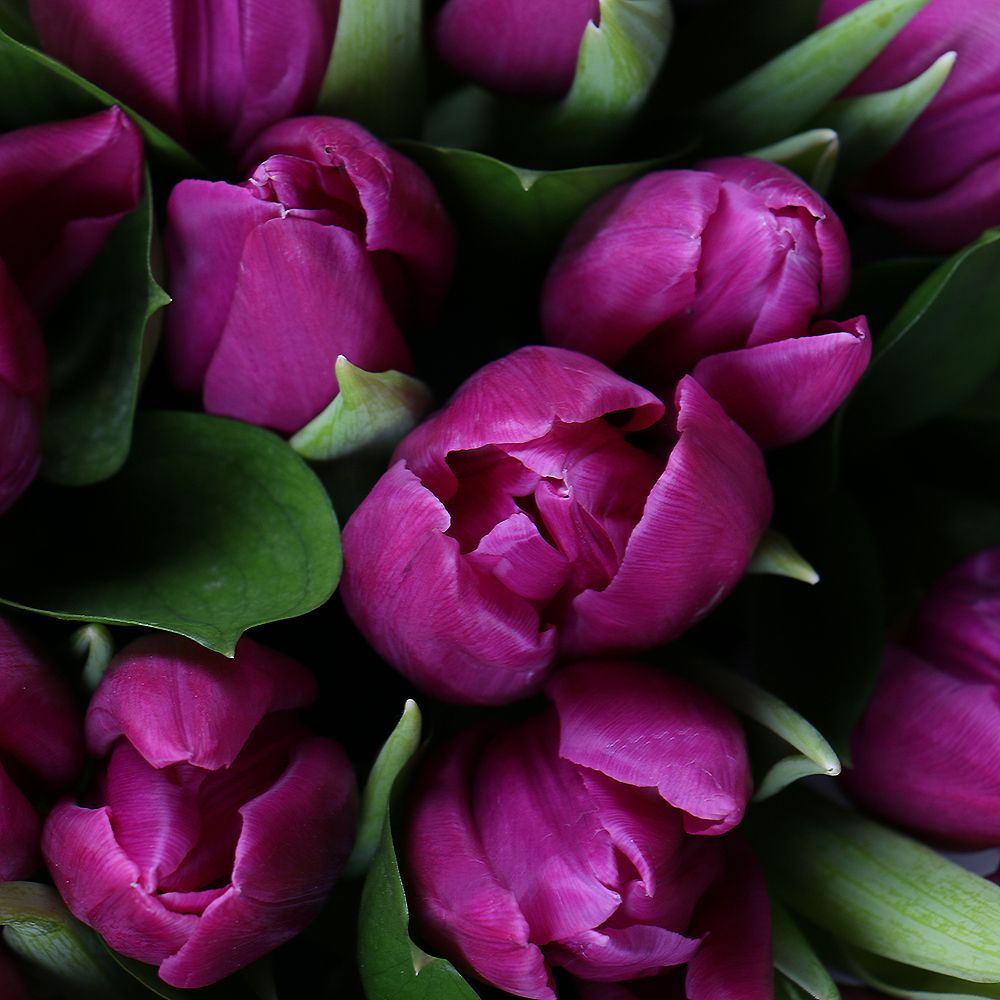 Фіолетові тюльпани в коробці Фіолетові тюльпани в коробці