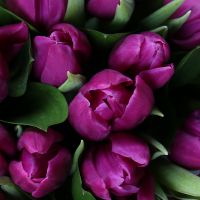 Фиолетовые тюльпаны в коробке 