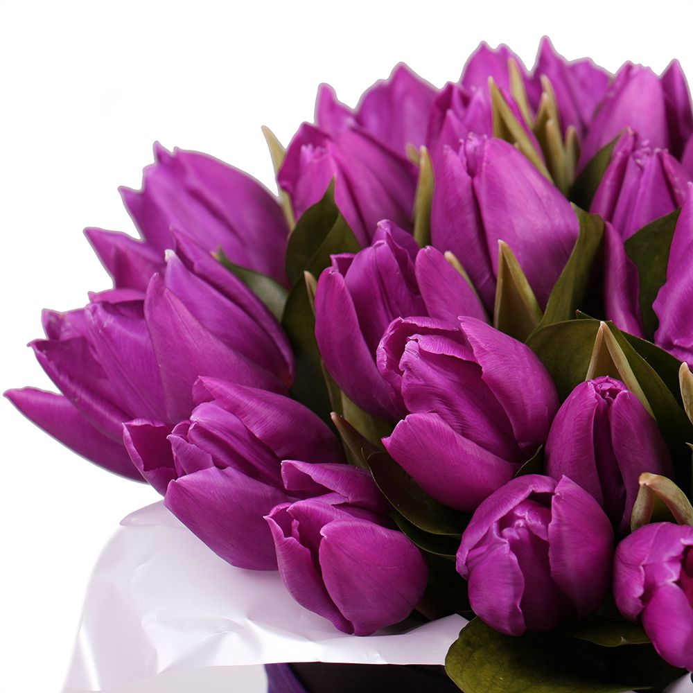 Purple tulips in a box Purple tulips in a box