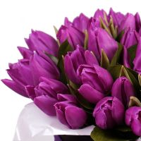 Фіолетові тюльпани в коробці Белгоулах Хеітс