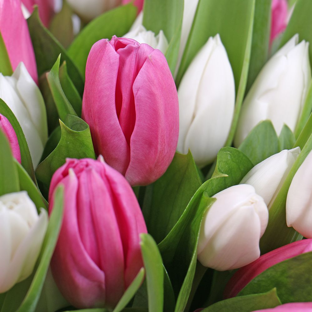 Pink and white tulips in a box