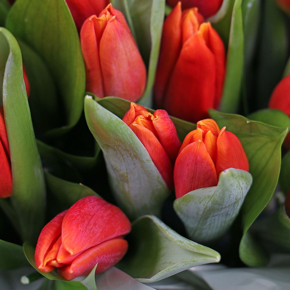 Box with tulips