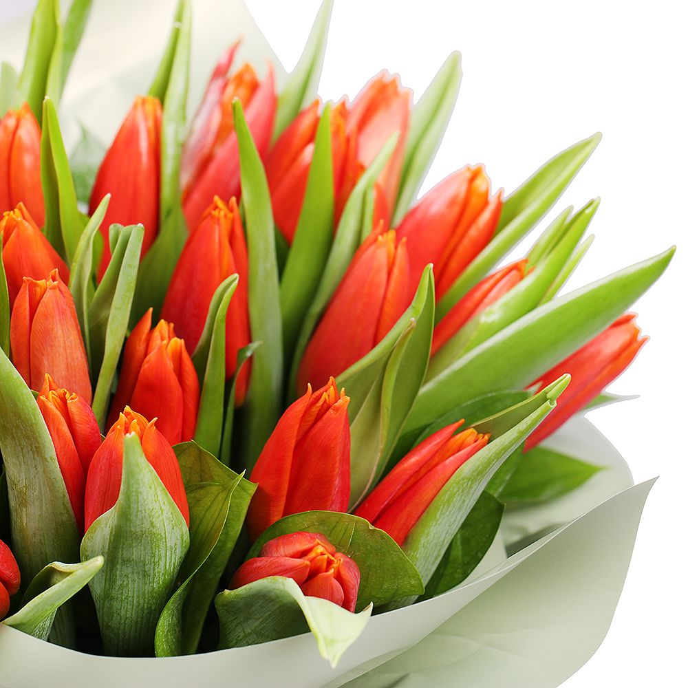 Box with tulips Box with tulips