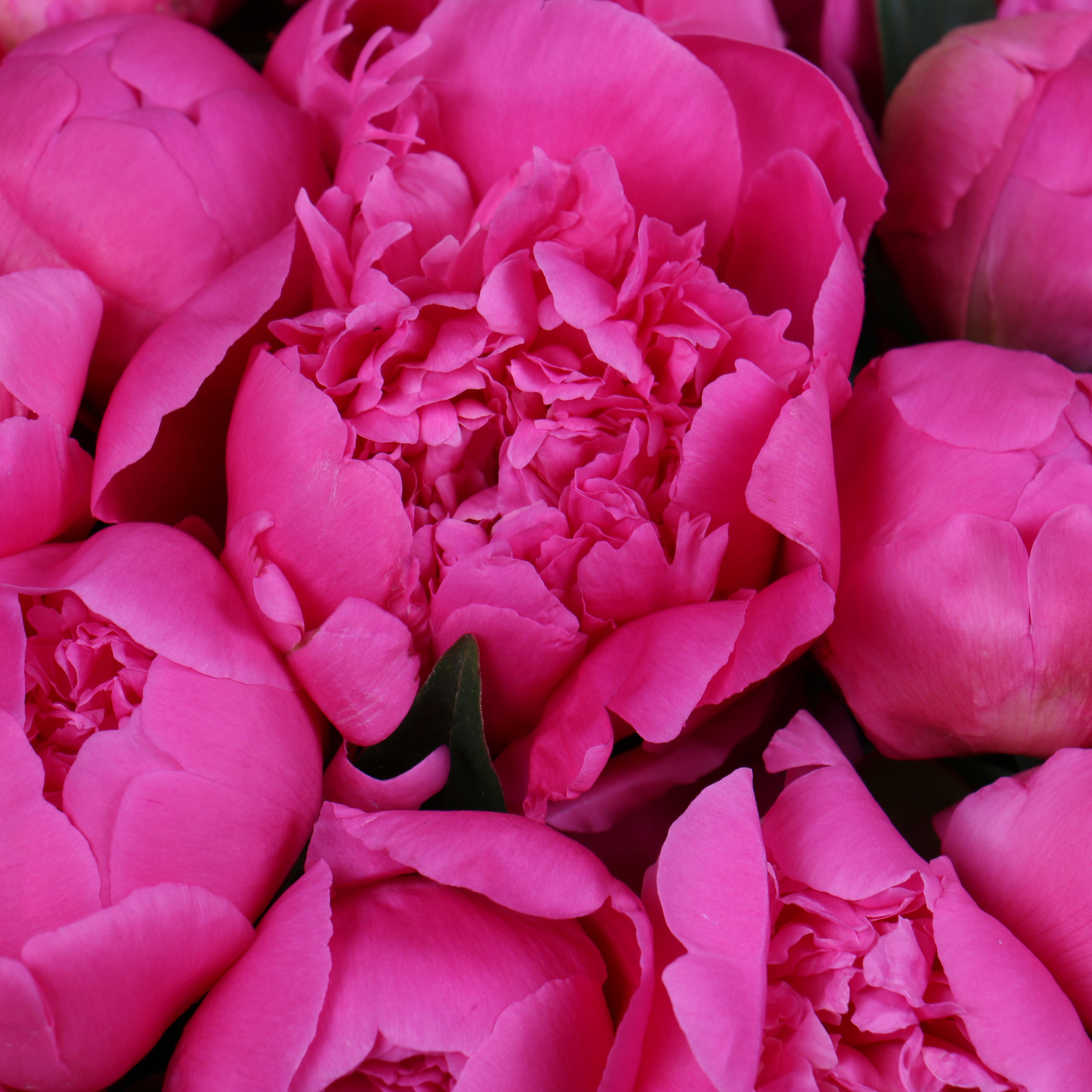 Peony in a box Peony in a box