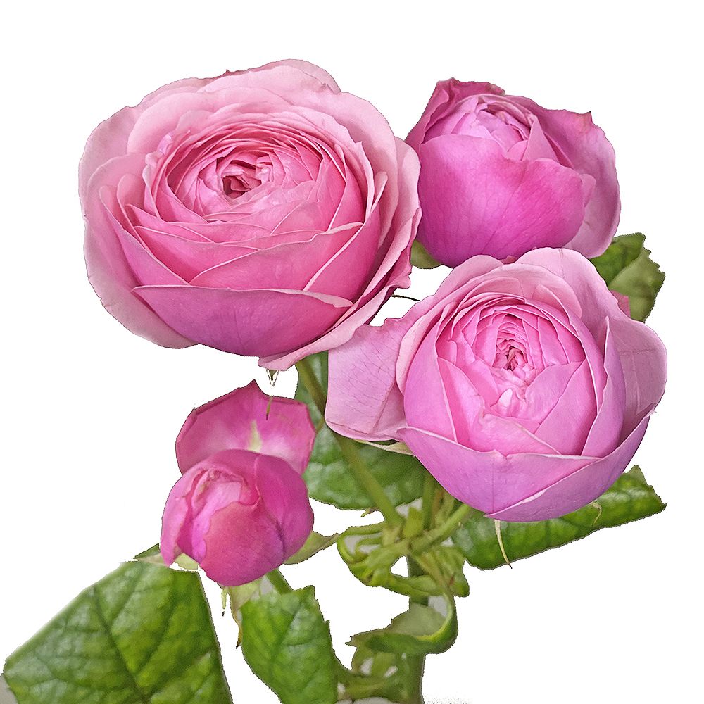 Pink peony roses by piece