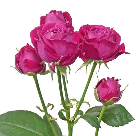 Яскраво-рожеві піоновидні троянди поштучно