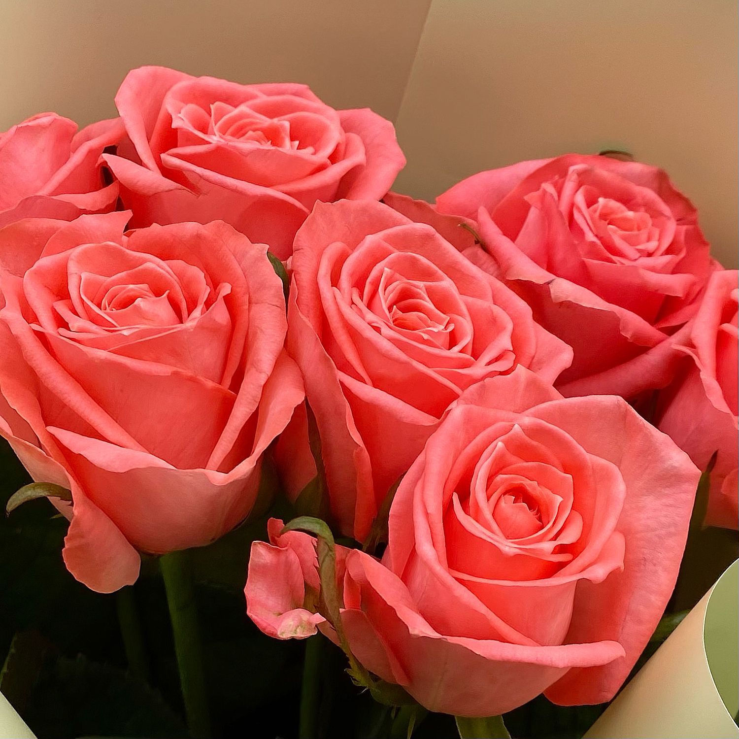 7 coral roses 81 €
