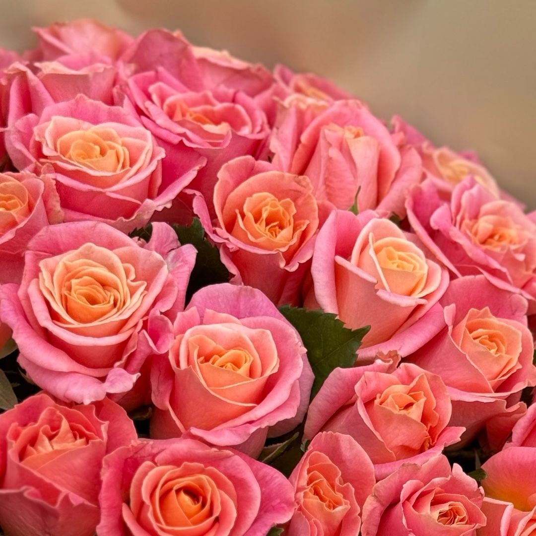 51 coral roses 194 $