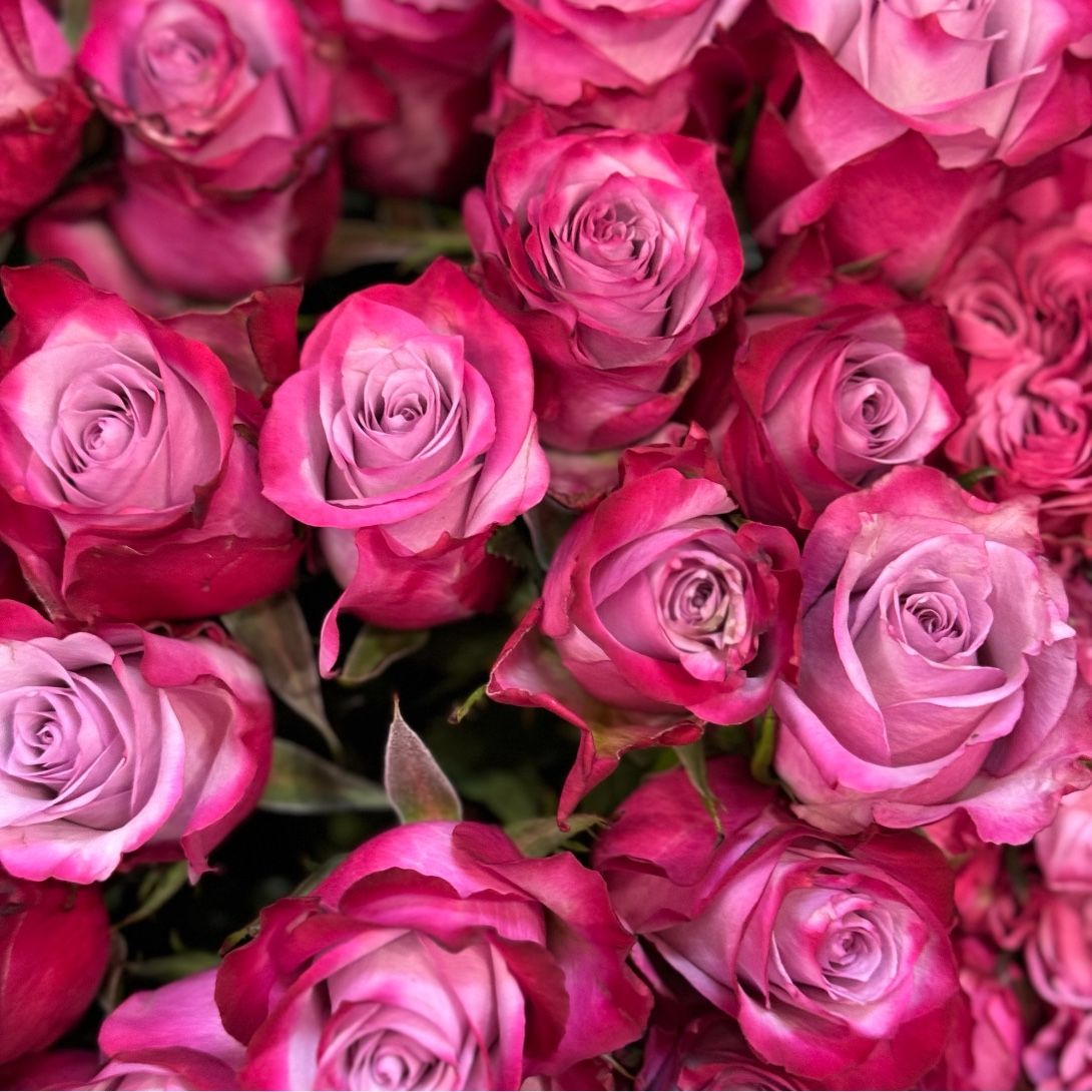 Rose Deep Purple поштучно 12 €