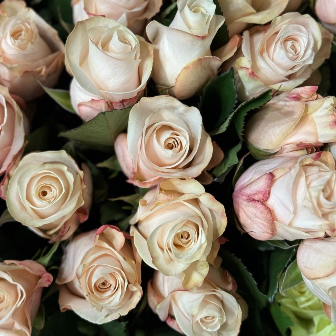 Rose Pomarosa by piece 13 €