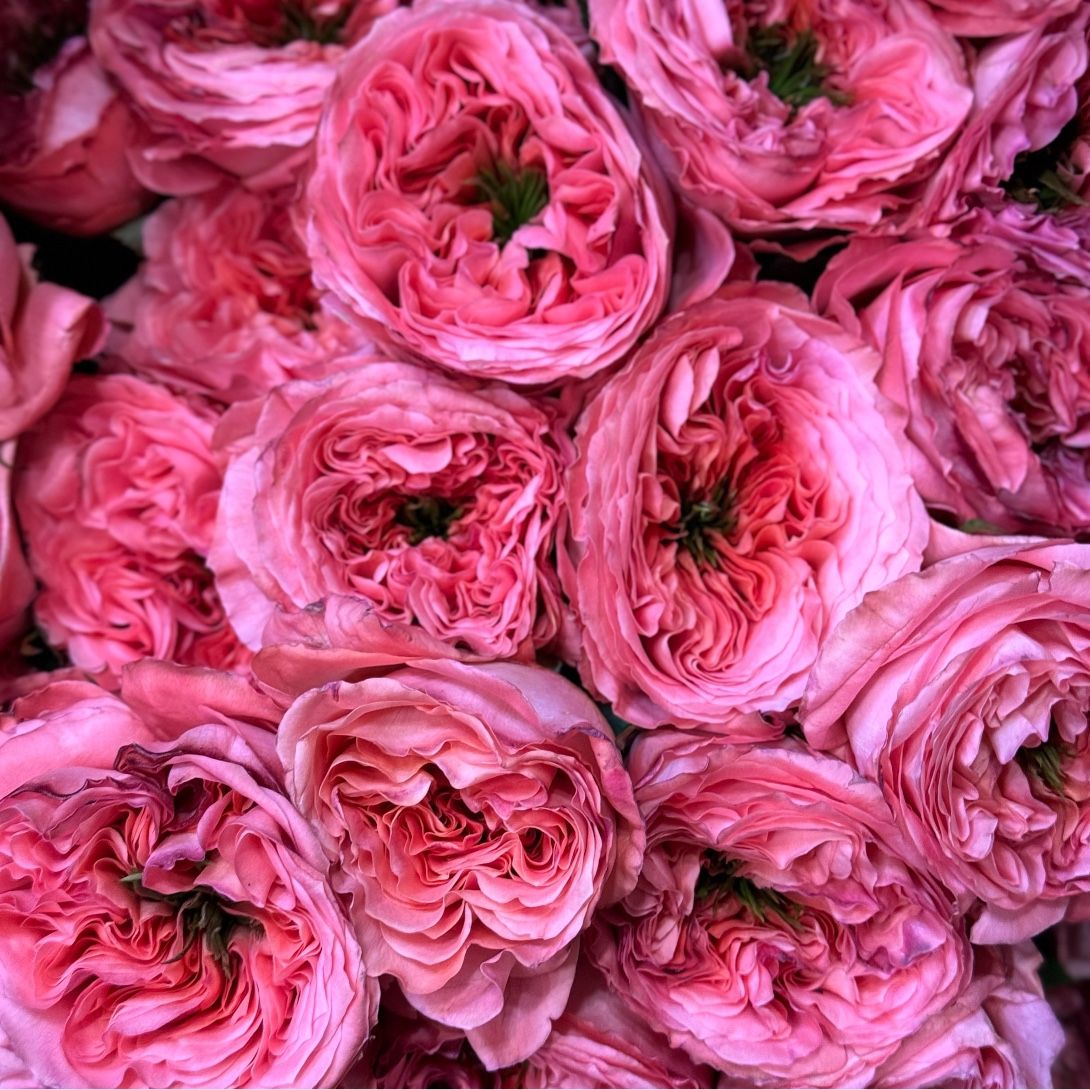 Rose Candy Xpression 375 грн