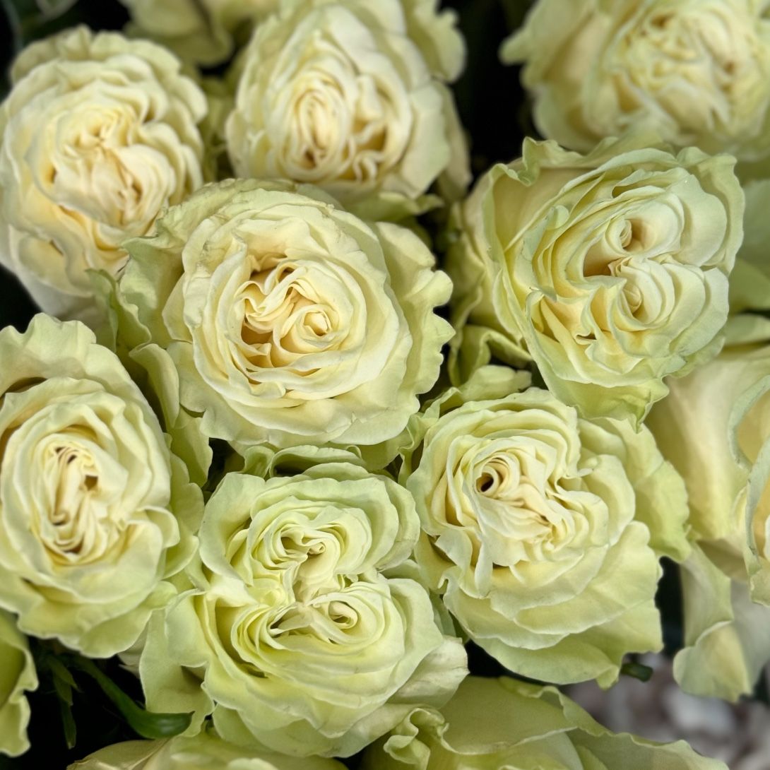Rose Mondial by piece 80 cm 10 €