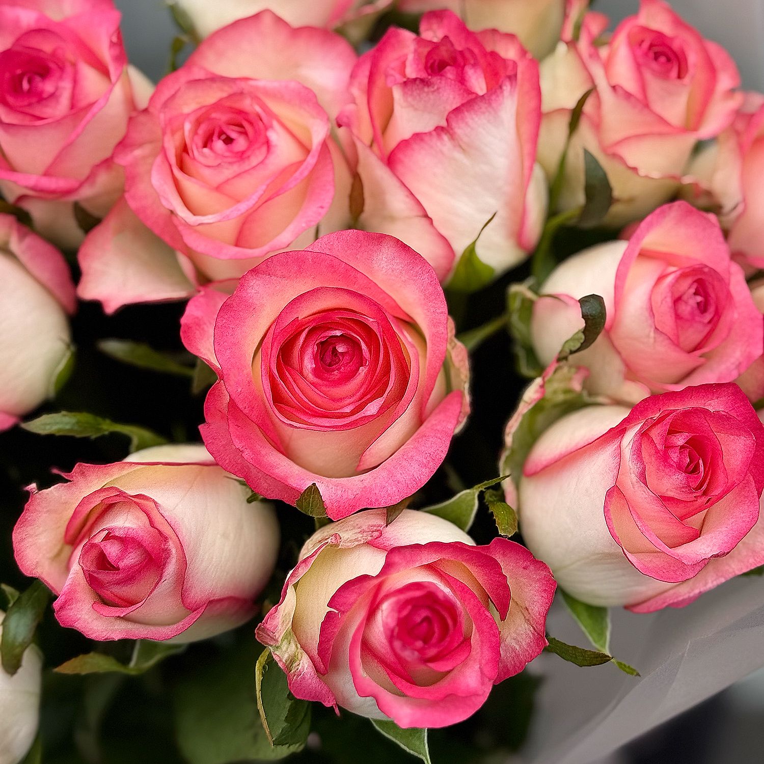 21 roses Jumilia 238 $