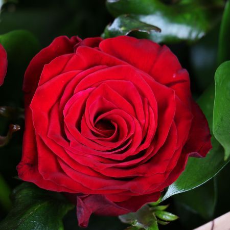 7 червоних троянд - Освідчення