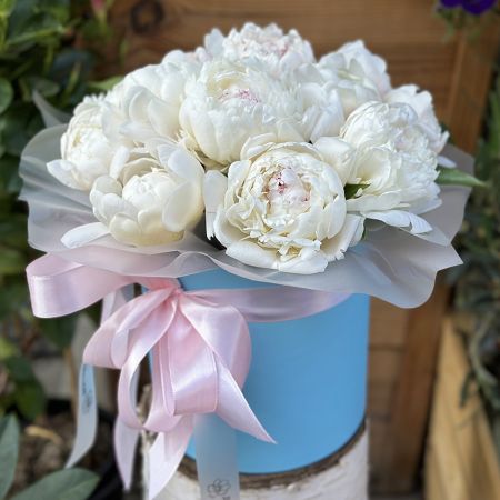 13 peonies in box Scopie