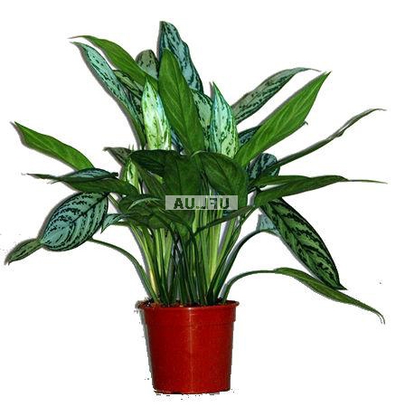 Bouquet of flowers Aglaonema
													