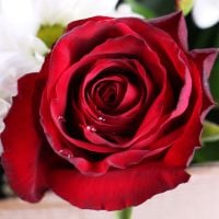 Шик 7 бордовых роз