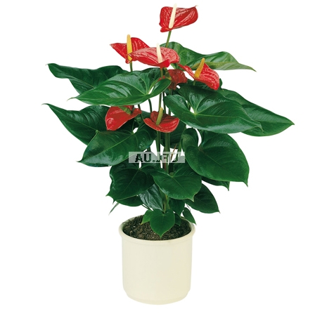 Bouquet of flowers Anthurium
													