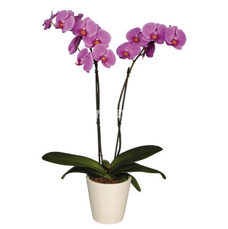 Сиреневая орхидея Росток