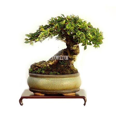 Bouquet of flowers Bonsai
													