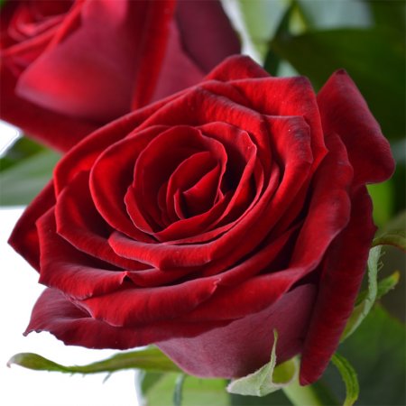 Букет цветов Розы
														