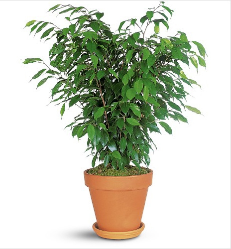  Bouquet  Plant Ficus
													