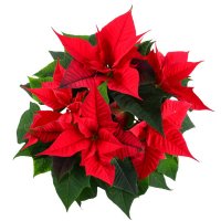 Bouquet of flowers Poinsettia
														