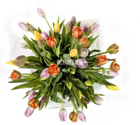  Bouquet  35 tulips
													