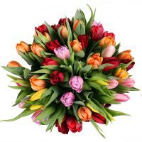  Bouquet Tulips 45 Grosseto
														