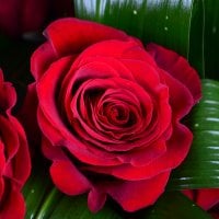Букет Пламя страсти 23 розы