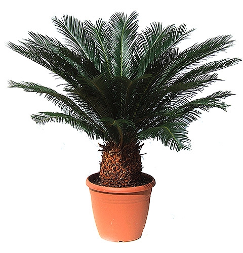 Bouquet of flowers Cycas
													