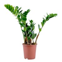 Bouquet of flowers Zamioculcas
														