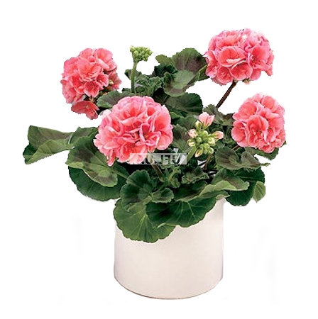 Bouquet of flowers Pelargonium
													